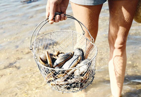 Pêche à pied Golfe du Morbihan