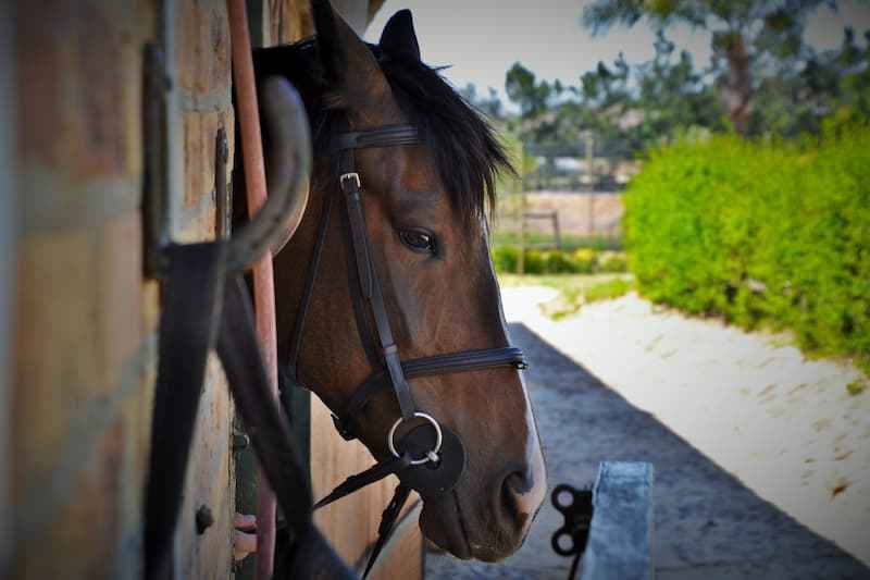 Haras%20et%20proprie%cc%81te%cc%81s%20e%cc%81questres%20(1) - Attribut alt par défaut.